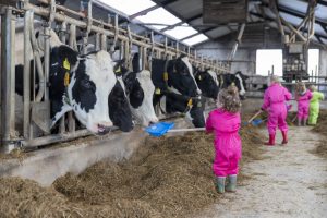 Koetjes & Kalfjes Agrarische kinderopvang Someren