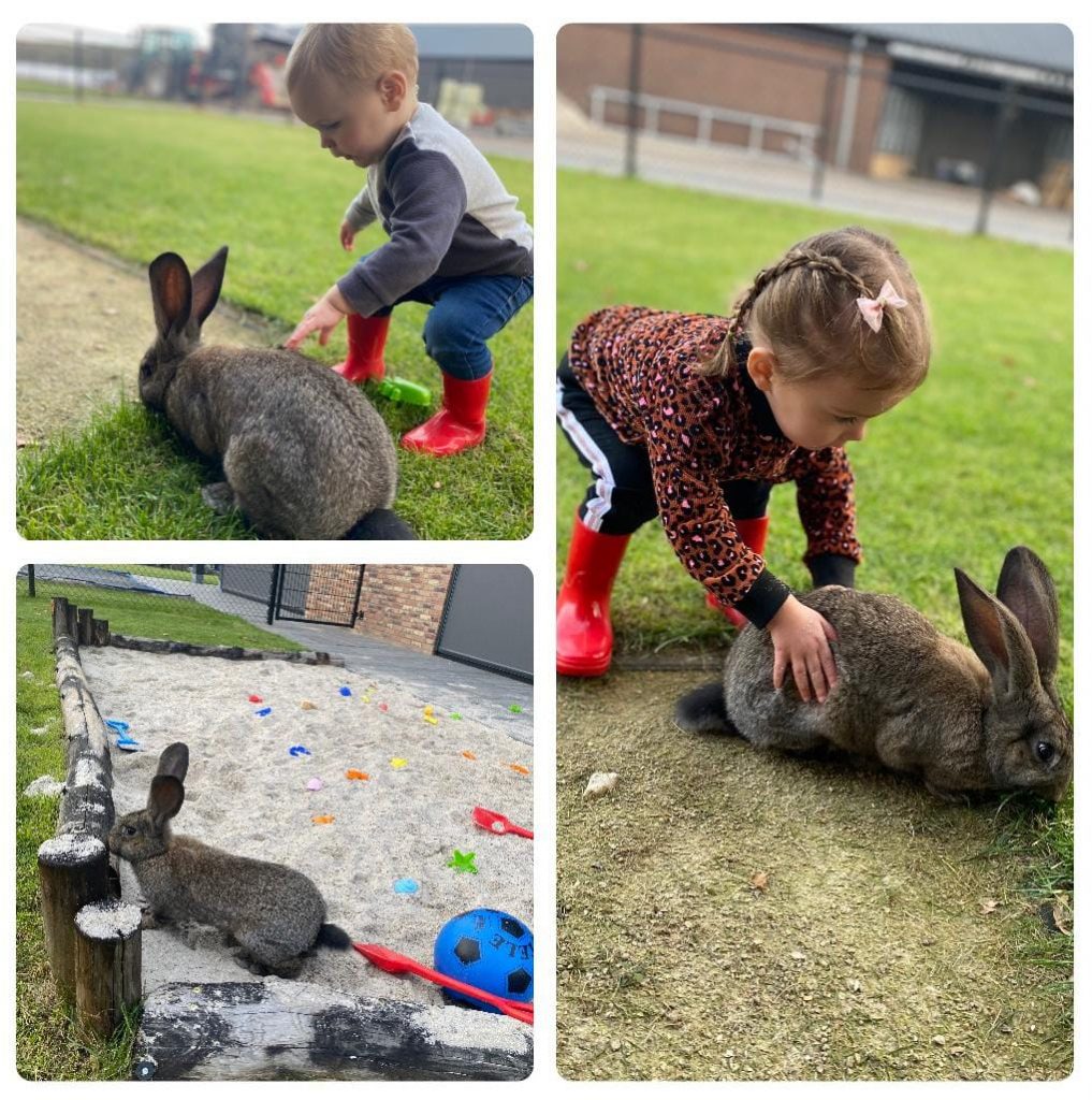 Nieuwe bewoner - vlaamse reus - Koetjes en Kalfjes Kinderopvang Someren