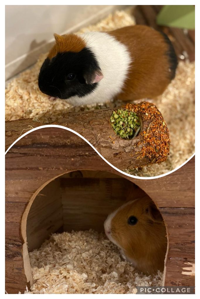 billy en molly onze nieuwe cavia's